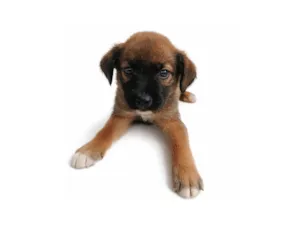 Cachorro raça SRD-ViraLata idade Abaixo de 2 meses nome Toddy