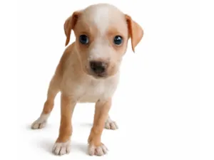 Cachorro raça SRD-ViraLata idade Abaixo de 2 meses nome Luke