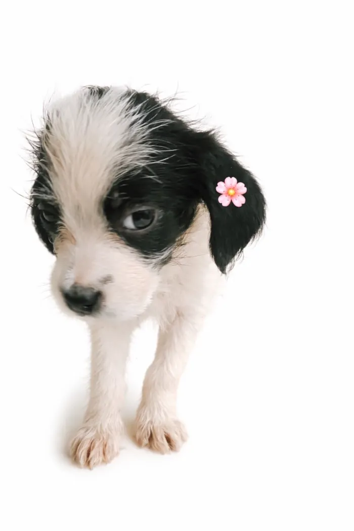 Cachorro raça SRD-ViraLata idade Abaixo de 2 meses nome Amora