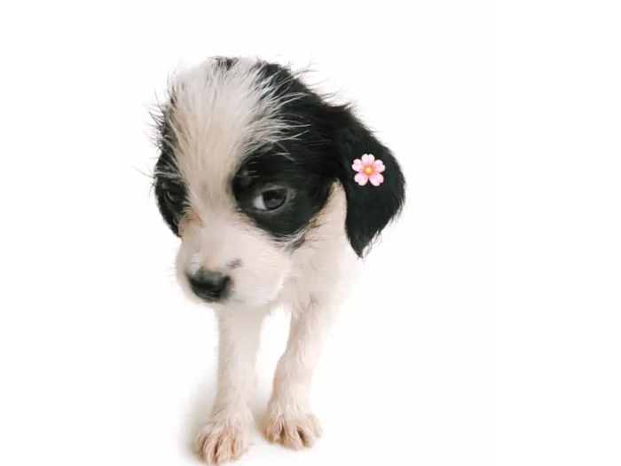 Cachorro raça SRD-ViraLata idade Abaixo de 2 meses nome Amora