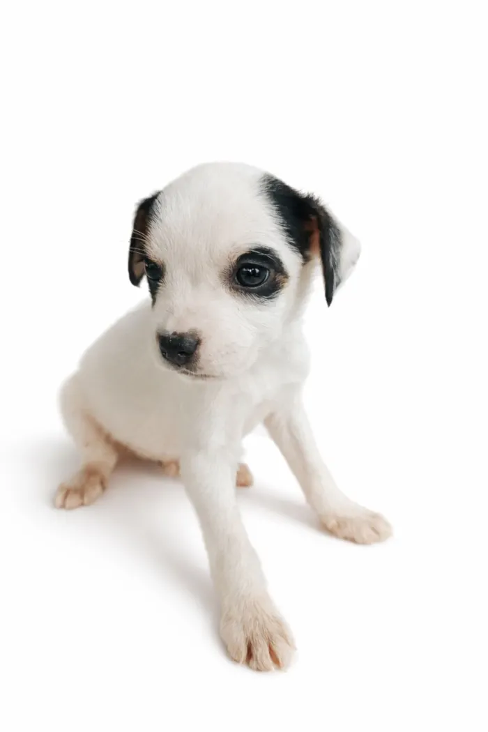 Cachorro raça SRD-ViraLata idade Abaixo de 2 meses nome Mike