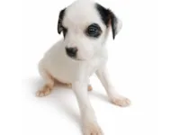 Cachorro raça SRD-ViraLata idade Abaixo de 2 meses nome Mike