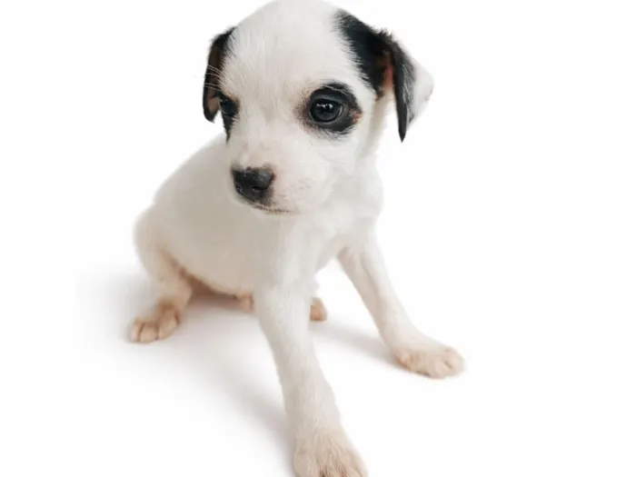 Cachorro raça SRD-ViraLata idade Abaixo de 2 meses nome Mike