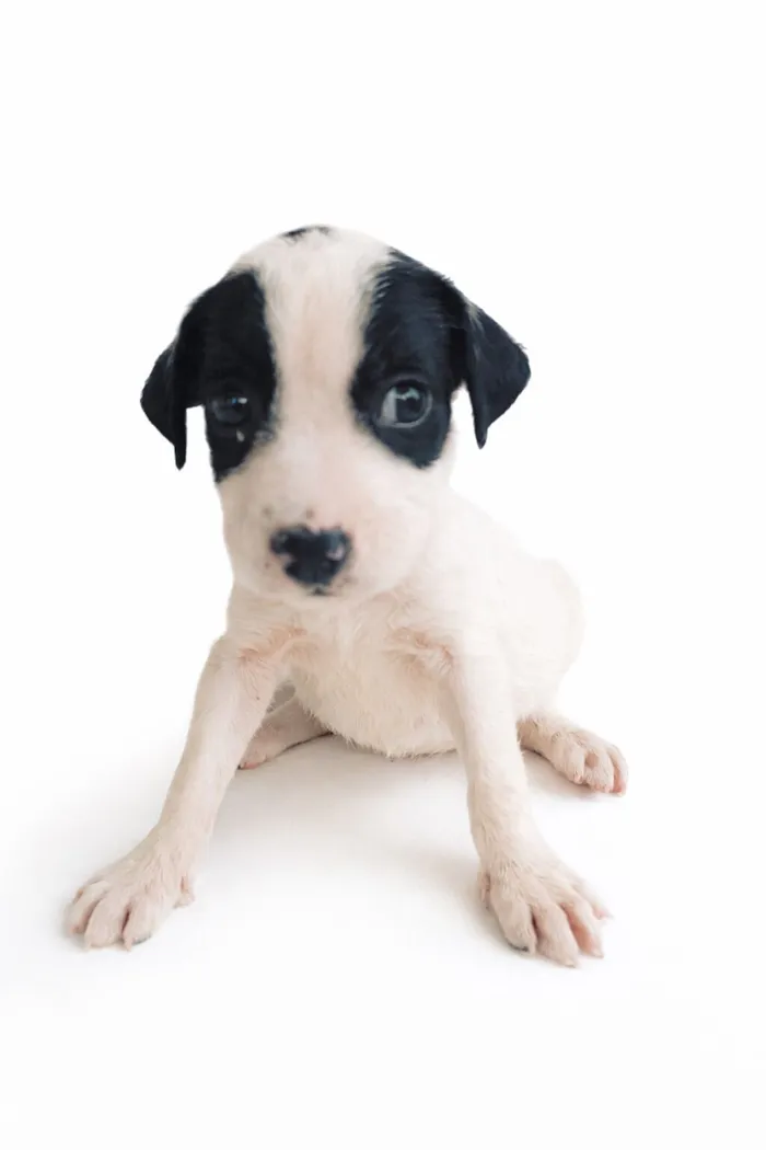 Cachorro raça SRD-ViraLata idade Abaixo de 2 meses nome Floquinho