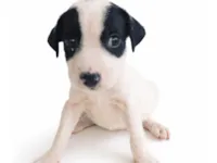 Cachorro raça SRD-ViraLata idade Abaixo de 2 meses nome Floquinho