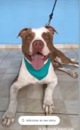 Cachorro raça Pit-Bull idade 5 anos nome Thor