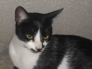 Gato raça SRD-ViraLata idade 2 anos nome Frajolinha