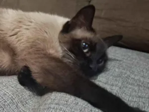 Gato raça Siamês idade 2 a 6 meses nome Eva