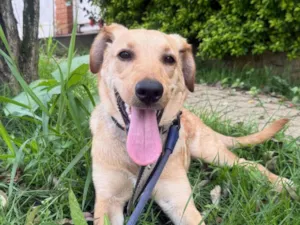 Cachorro raça SRD-ViraLata idade 1 ano nome Tor