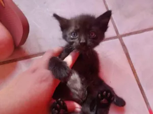Gato raça SRD-ViraLata idade Abaixo de 2 meses nome Sem nome