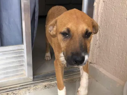 Cachorro raça SRD-ViraLata idade 1 ano nome manny