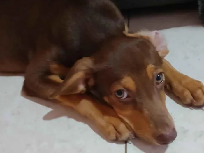 Cachorro raça Basset-Cofap idade 2 a 6 meses nome maia