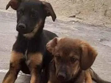 Cachorro raça SRD-ViraLata idade 2 a 6 meses nome Lucas Maxsuel