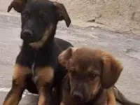 Cachorro raça SRD-ViraLata idade 2 a 6 meses nome Lucas Maxsuel