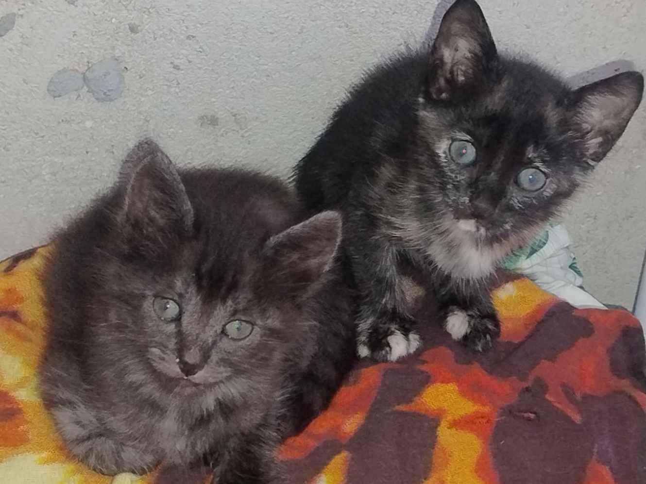 Gato raça SRD-ViraLata idade Abaixo de 2 meses nome Simba e Pandora 