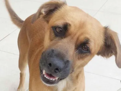 Cachorro raça SRD-ViraLata idade 1 ano nome Cãozinho em busca de um tutor responsável 