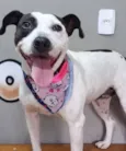 Cachorro raça Pit-Bull idade 2 anos nome Athena