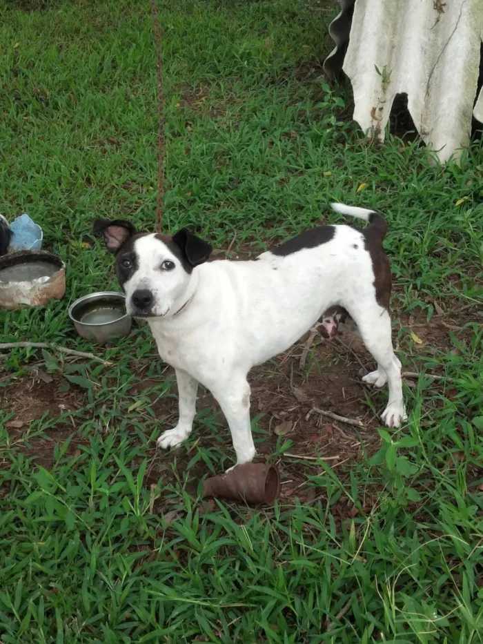 Cachorro raça Pit-Bull idade 2 anos nome Athena