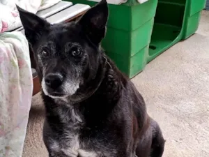 Cachorro raça SRD-ViraLata idade 6 ou mais anos nome Neguinho 