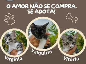 Gato raça SRD-ViraLata idade 2 a 6 meses nome Vitória, Virgínia e Valkíria
