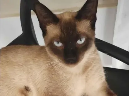 Gato raça Siamês idade 7 a 11 meses nome Romeu
