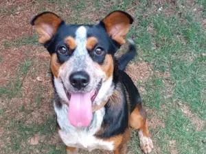 Cachorro raça SRD-ViraLata idade 2 anos nome Belinha 