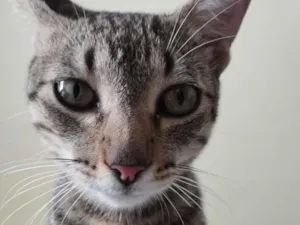 Gato raça SRD-ViraLata idade 7 a 11 meses nome Castiel