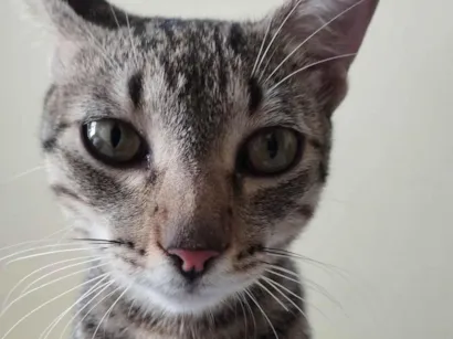 Gato raça SRD-ViraLata idade 7 a 11 meses nome Castiel