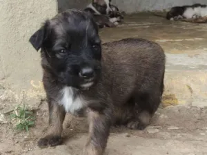 Cachorro raça SRD-ViraLata idade 2 a 6 meses nome MARCELO RIBEIRO COSTA