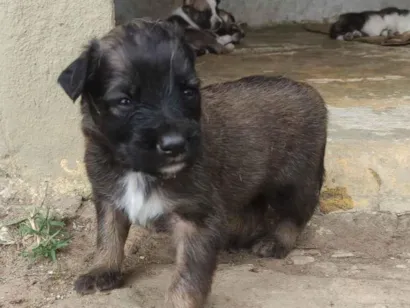 Cachorro raça SRD-ViraLata idade 2 a 6 meses nome MARCELO RIBEIRO COSTA