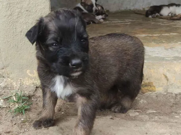 Cachorro raça SRD-ViraLata idade 2 a 6 meses nome MARCELO RIBEIRO COSTA