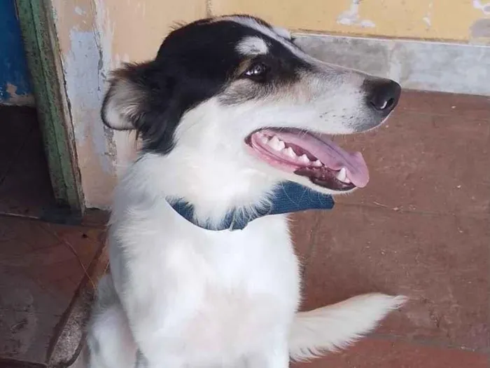 Cachorro raça Border collie  idade 7 a 11 meses nome Berry 