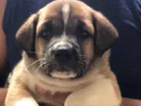 Cachorro raça SRD-ViraLata idade Abaixo de 2 meses nome Cris