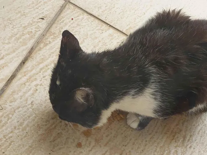 Gato raça SRD-ViraLata idade 5 anos nome Tom