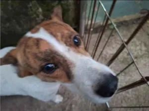 Cachorro raça SRD-ViraLata idade 3 anos nome Branquinha