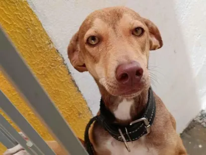 Cachorro raça SRD-ViraLata idade 1 ano nome Bia