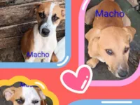 Cachorro raça Pit-Bull idade 2 a 6 meses nome Machos 