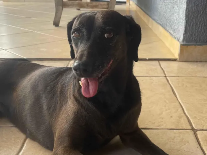 Cachorro raça SRD-ViraLata idade 4 anos nome Brisa