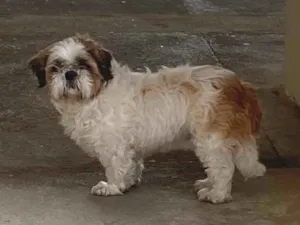 Cachorro raça Shitzu idade 2 a 6 meses nome Nao sei