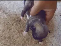 Cachorro raça SRD-ViraLata idade Abaixo de 2 meses nome Não tem ainda