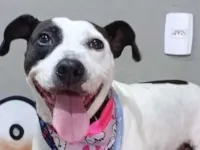 Cachorro raça Pit-Bull idade 2 anos nome Athena