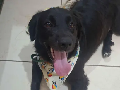 Cachorro raça SRD-ViraLata idade 2 a 6 meses nome Théo 