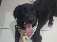 Cachorro raça SRD-ViraLata idade 2 a 6 meses nome Théo 