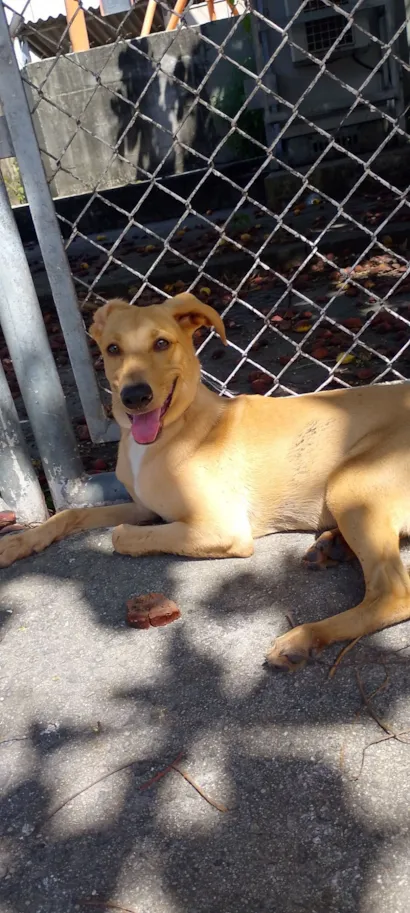 Estava sem nome na coleira , é Caramelo