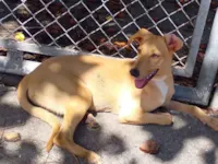 Cachorro raça SRD-ViraLata idade 3 anos nome Estava sem nome na coleira , é Caramelo