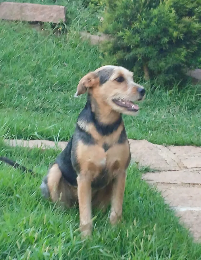 Cachorro raça SRD-ViraLata idade 7 a 11 meses nome Madalena