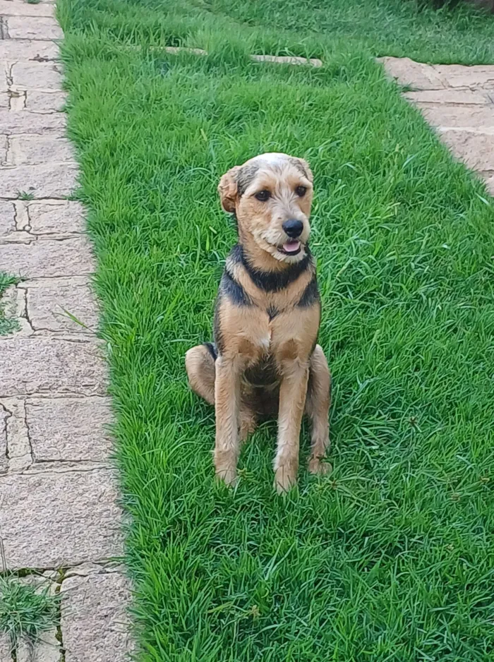 Cachorro raça SRD-ViraLata idade 7 a 11 meses nome Madalena