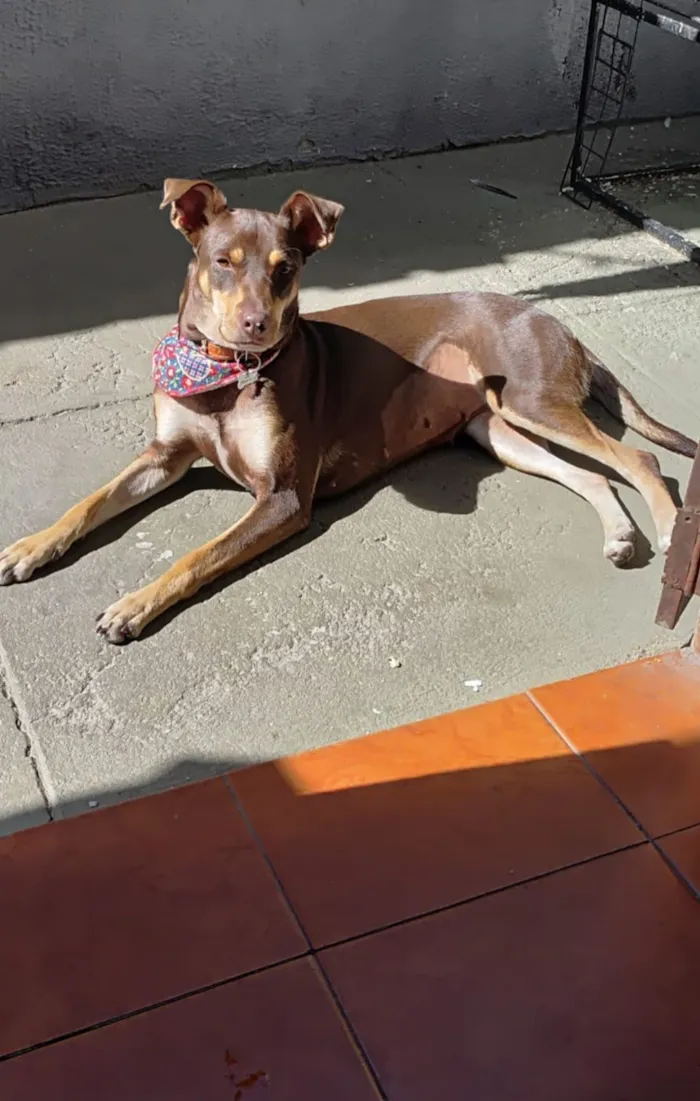 Cachorro raça SRD-ViraLata idade 2 anos nome Nala