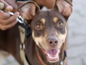 Cachorro raça SRD-ViraLata idade 2 anos nome Nala