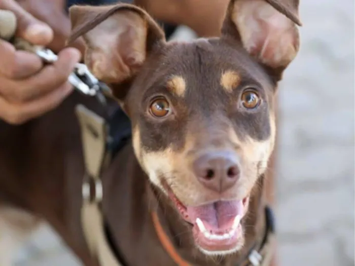 Cachorro raça SRD-ViraLata idade 2 anos nome Nala